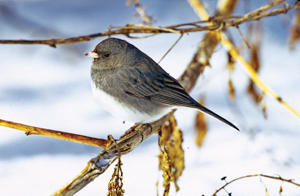 Dark-eyed Junco