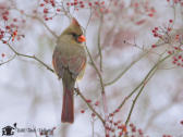 cardinal_1024x768